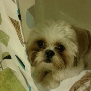 Meet your Posher, Mayda